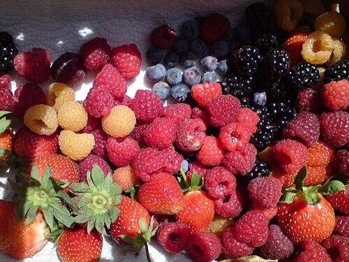 משק לוי קטיף עצמי